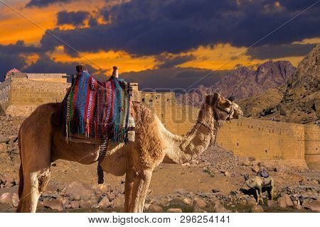 Dromedar Camel On The Background Of The Mountain Of St. Moses, Egypt, Sinai