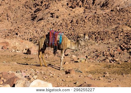 Dromedar Camel On The Background Of The Mountain Of St. Moses, Egypt, Sinai