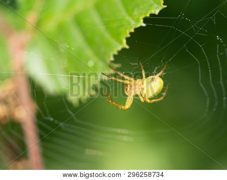 A Little Green Spider In Her Web.