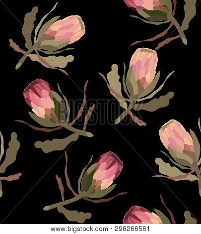 Pink Protea Realistic Vector Illustration.protea. Tropical King Protea Flower In Blossom, Hand Drawn