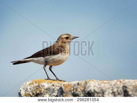 Close Up Of Pied Wheatear (oenanthe Pleschanka) On A Rock Against Clear Blue Background.