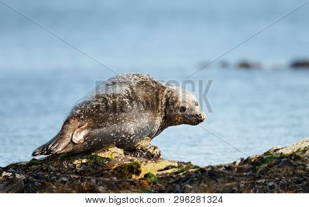 Close Up Of Common Seal (phoca Vitulina) Lying On A Rock In Lerwick Harbor, Scotland, Uk.