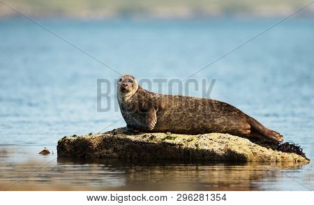 Close Up Of Common Seal (phoca Vitulina) Lying On A Rock In Lerwick Harbour, Scotland, Uk.