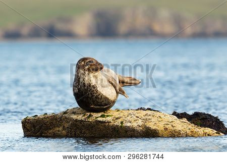Close Up Of Common Seal (phoca Vitulina) Lying On A Rock In Lerwick Harbor, Scotland, Uk.
