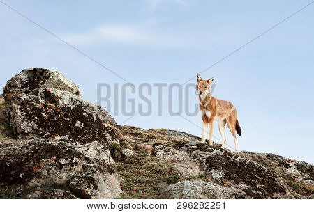 Close Up Of A Rare And Endangered Ethiopian Wolf (canis Simensis) In The Highlands Of Bale Mountains