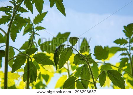 Leaves Of Tomatoes Against The Sky, Young Tomato Plants In The Morning Against The Sky