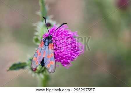 Close-up Of A Butterfly, Rambling On A Plant