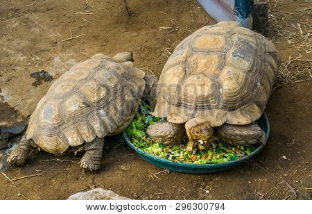 Tortoise Sitting In The Feeding Bowl, Eating Vegetables, Land Turtle Feeding And Pet Care