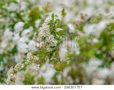 Pretty Scene With Spiraea Nipponica Flowers In Spring.