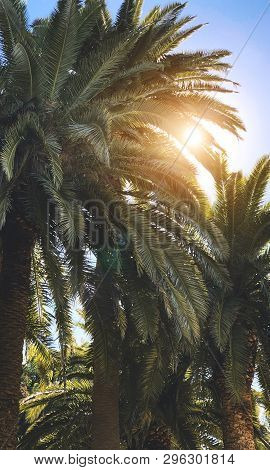 Summer Background. Sunlight Through The Palm Trees Leaves