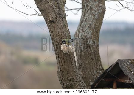 Blue Tit ,cyanistes Caeruleus, Parus Caeruleus, At The Birdhaus In Spring