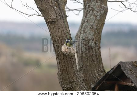 Blue Tit ,cyanistes Caeruleus, Parus Caeruleus, At The Birdhaus In Spring