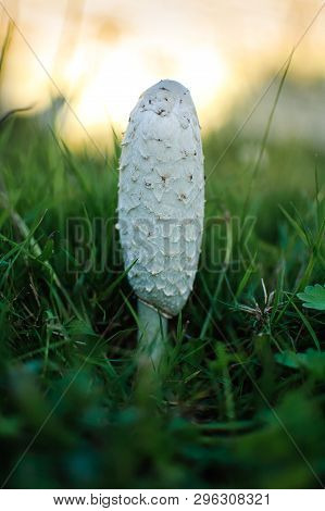 White Coprinus Mushrooms On The Ground. Three White Oval-shaped Coprinus Mushrooms Closeup