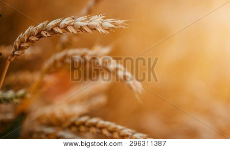 Golden Wheat Field Of Sunny Day. Golden Ears Of Wheat With A Lot Of Copy Space. Small Depth Of Field