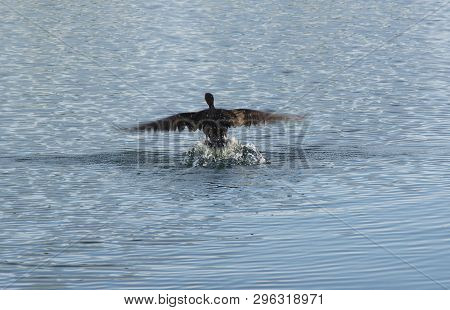 A Commorant Breaks The Plane Of Water As It Takes Flight From A Canal In A Campground In Newport,nor