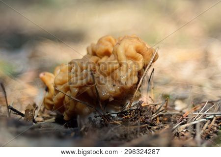 Spring Forest Mushrooms (gyromitra Gigas), The First Spring Mushroom