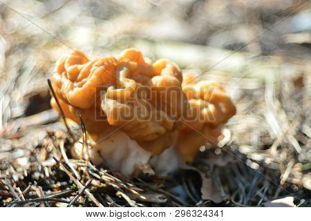 Spring Forest Mushrooms (gyromitra Gigas), The First Spring Mushroom