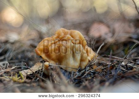 Spring Forest Mushrooms (gyromitra Gigas), The First Spring Mushroom