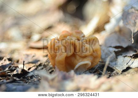 Spring Forest Mushrooms (gyromitra Gigas), The First Spring Mushroom