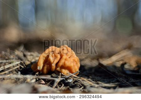 Spring Forest Mushrooms (gyromitra Gigas), The First Spring Mushroom