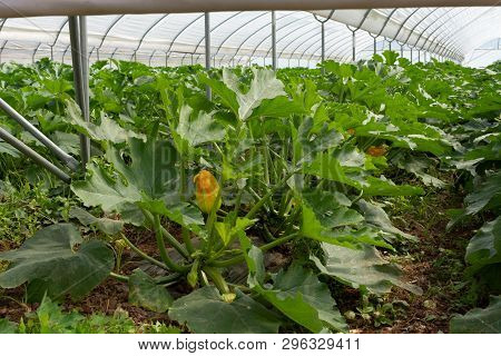 Young Plants Of Rijpende Courgette Zucchini Vegetables Growing In Greenhouse Close Up