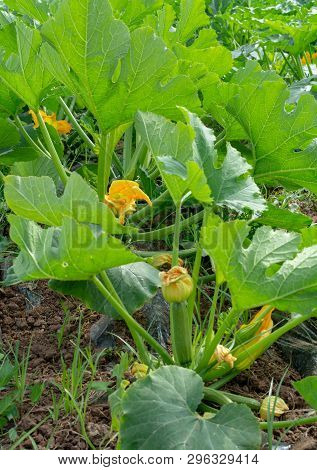 Young Plants Of Rijpende Courgette Zucchini Vegetables Growing In Greenhouse Close Up