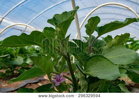 Young Plants Of Eggplants Vegetables Growing In Greenhouse Close Up