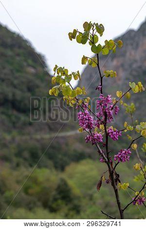 Spring Pink Blossom Of Judas Tree Cercis Siliquastrum In Mountains