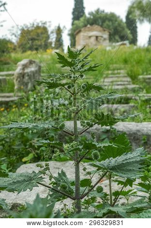 Urtica Pilulifera Or Roman Nettle Green Plant Flowering With Small Balls In Spring Season