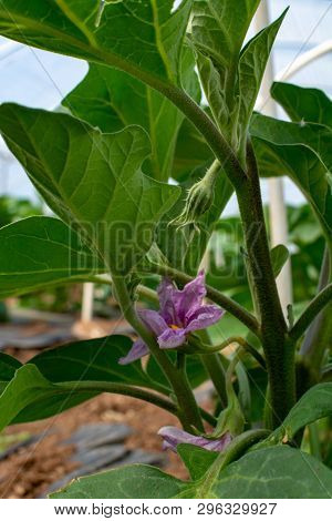Young Plants Of Eggplants Vegetables Growing In Greenhouse Close Up