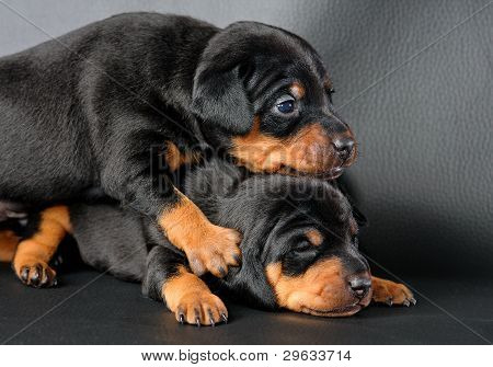 Lille Pinscher hvalp