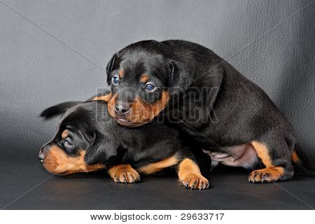Lille Pinscher hvalp