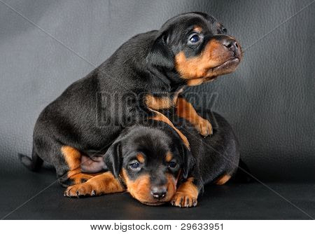 Lille Pinscher hvalp