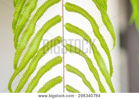 Close Up Detail Of A Fern Leaves. Fern Leaves In Tropical Rain Forest.