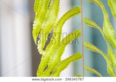Close Up Detail Of A Fern Leaves. Fern Leaves In Tropical Rain Forest.
