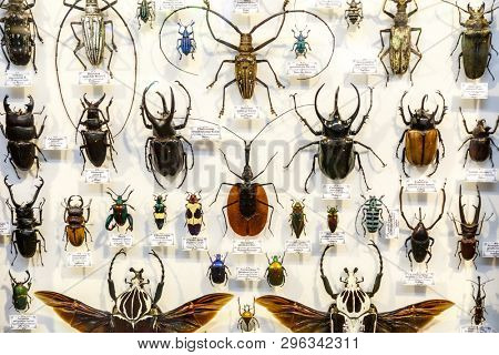 Moscow, Russia - March 12, 2019: Collection of dried natural insects in the Apothecary garden. Set of pin insect in biology museum. Zoology background