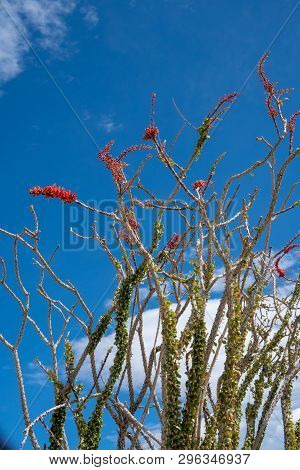 Leafting Ocotillo Plant Against A Bright Blue Sky. Portrait Orientation