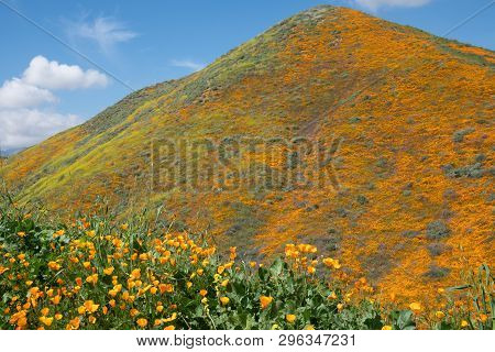 Beautiful Poppy Covered Mountain In Walker Canyon During The Superbloom On A Sunny California Day