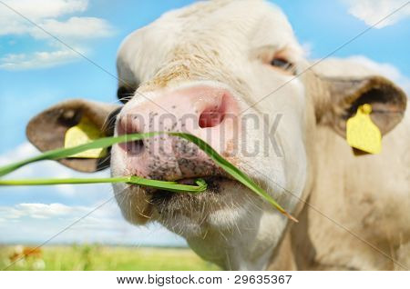 Boldog tehén legelő