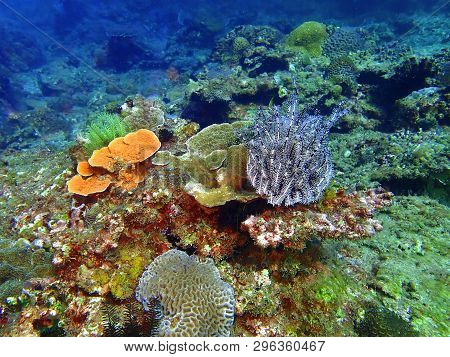 Soft Corals Reefs Or Alcyonacea Is An Order Of Corals Which Do Not Produce Calcium Carbonate Skeleto