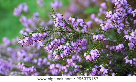 Meadow Of Calluna Vulgaris Flowers Close Up. Evergreen Plant.