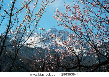 Branches Of Flowering Wild Apricot Trees On The Background Of Snow-capped Mountain Peaks.