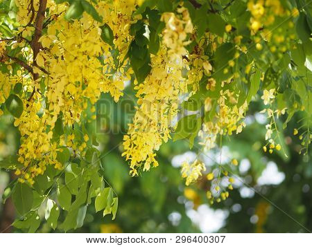 Golden Shower Tree Yellow Flower  Nature Background
