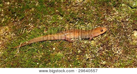 Fehérfarcsíkú szalamandra (Desmognathus conanti)