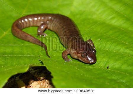 Fehérfarcsíkú szalamandra (Desmognathus conanti)