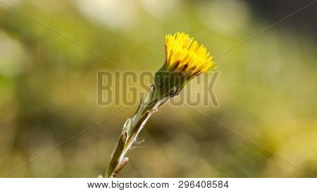 Medical Coltsfoot (tussilago Farfara), Sometimes Coltsfoot General, Is A Perennial Herbaceous Plant 