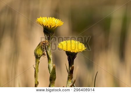 Medical Coltsfoot (tussilago Farfara), Sometimes Coltsfoot General, Is A Perennial Herbaceous Plant 