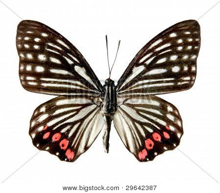 Butterfly On The White Background, (isolated) (hestina Assjmi)