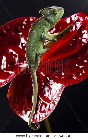 Kwiat na kameleon