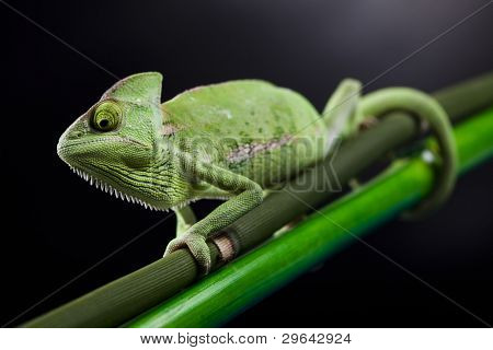 Dragon, zielony kameleon